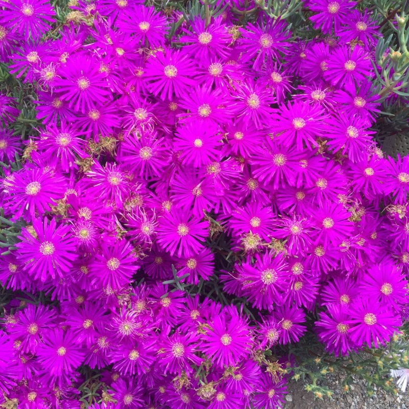 Ice Plant Lampranthus sp.